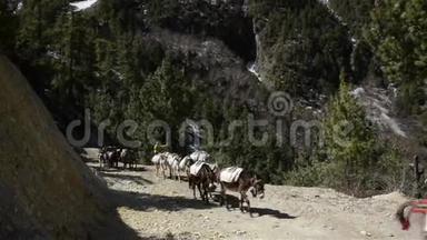 尼泊尔的驴<strong>车队</strong>